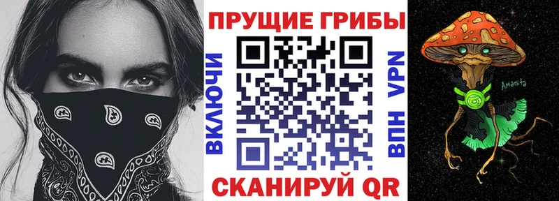 Купить  Старая Русса  Псилоцибиновые грибы Cubensis 